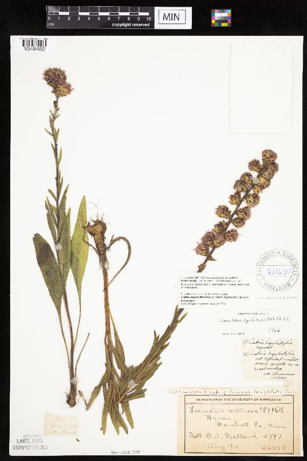 Liatris x spheroidea image