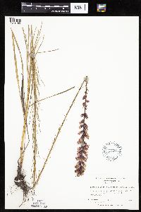 Liatris spicata image