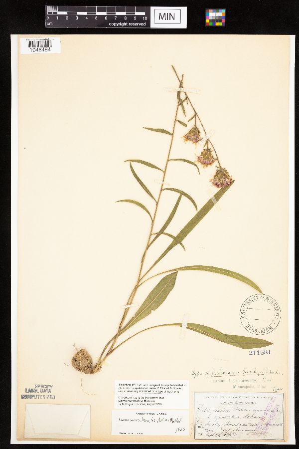 Liatris squarrulosa image