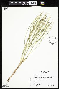 Lygodesmia juncea image