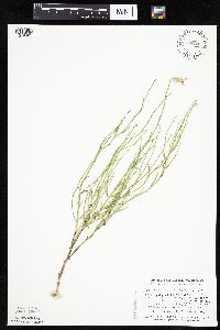 Lygodesmia juncea image