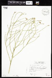 Lygodesmia juncea image