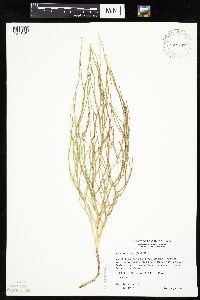 Lygodesmia juncea image