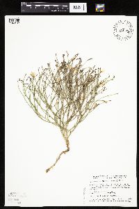 Lygodesmia juncea image
