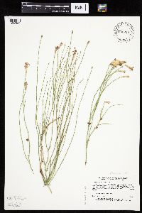 Lygodesmia juncea image