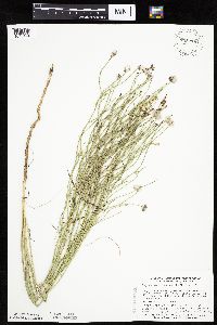 Lygodesmia juncea image