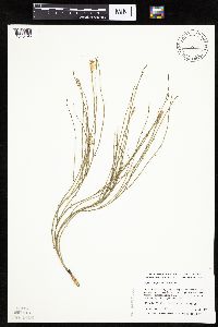 Lygodesmia juncea image