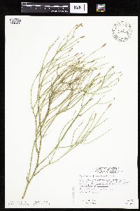 Lygodesmia juncea image