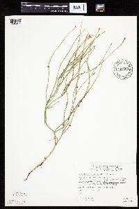 Lygodesmia juncea image