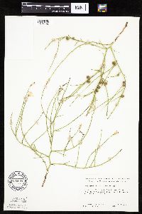 Lygodesmia juncea image