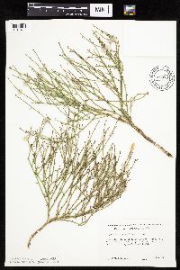 Lygodesmia juncea image