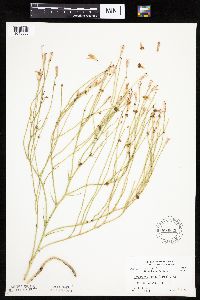 Lygodesmia juncea image