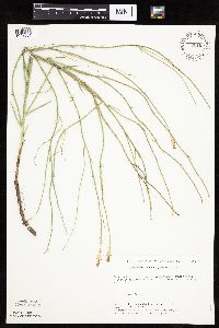 Lygodesmia juncea image