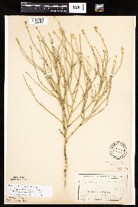 Lygodesmia juncea image