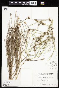 Lygodesmia juncea image