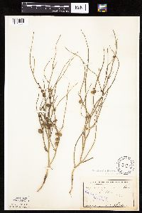 Lygodesmia juncea image