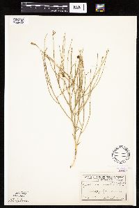 Lygodesmia juncea image