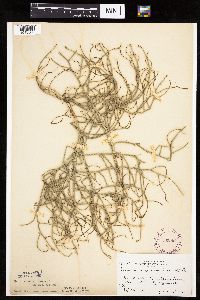 Lygodesmia juncea image