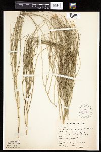 Lygodesmia juncea image