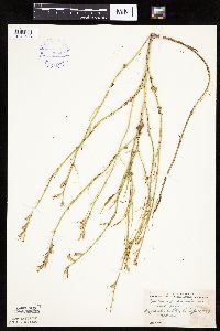 Lygodesmia juncea image