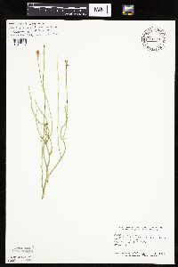 Lygodesmia juncea image
