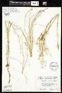 Lygodesmia juncea image
