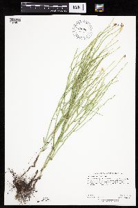 Lygodesmia juncea image