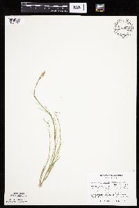 Lygodesmia juncea image