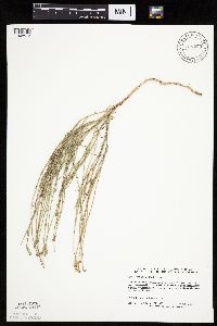 Lygodesmia juncea image