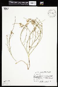 Lygodesmia juncea image