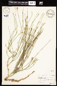 Lygodesmia juncea image