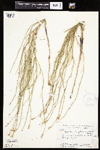 Lygodesmia juncea image