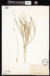 Lygodesmia juncea image
