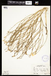 Lygodesmia juncea image