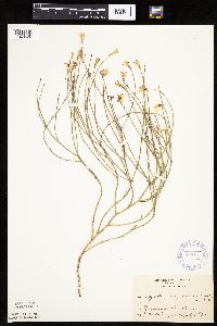 Lygodesmia juncea image
