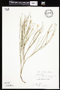 Lygodesmia juncea image