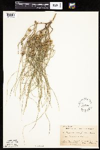 Lygodesmia juncea image