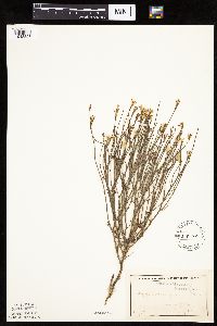 Lygodesmia juncea image