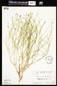 Lygodesmia juncea image