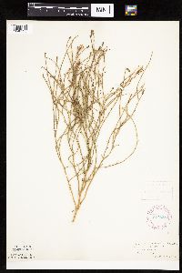 Lygodesmia juncea image
