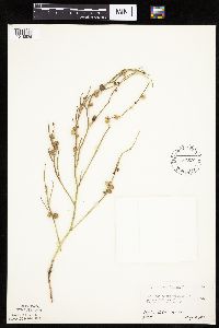 Lygodesmia juncea image