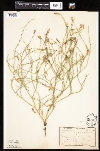 Lygodesmia juncea image