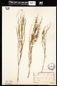 Lygodesmia juncea image