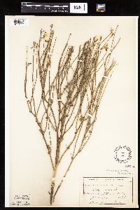 Lygodesmia juncea image
