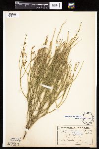 Lygodesmia juncea image