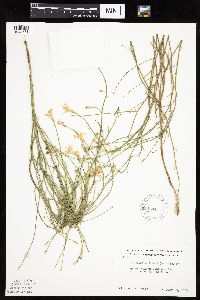 Lygodesmia juncea image