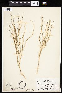 Lygodesmia juncea image
