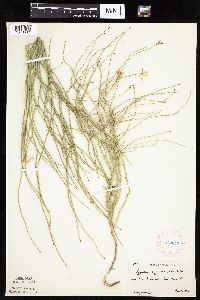 Lygodesmia juncea image