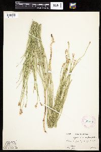 Lygodesmia juncea image