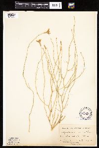 Lygodesmia juncea image